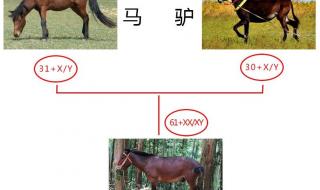 骡子和马体型对比 骡子和马的区别